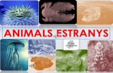 Animals estranys
