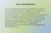 Las SolanáCeas