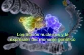 Los ácidos nucleicos y la expresión del mensaje
