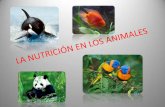 La nutrición en los animales