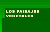 Paisajes vegetales en España