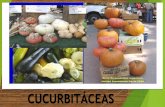 Cucurbitaceae (auyama, pepino, melón etc...)