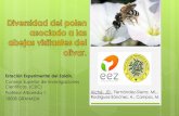 Mejora de la producción ecológica del olivar: plantas acompañantes, insectos y  polinización
