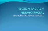 Region facial-y-nervio-facial-1223175506407030-8