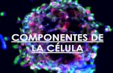 Componentes de la célula