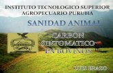 Expo carbon sintomatico