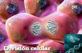 Division Celular, Cromosomas y Acidos Nucleicos