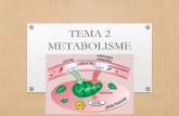 Bio2   t2a metabolisme (introducció)