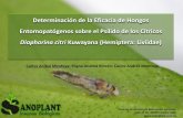 Determinación de la Eficacia de Hongos Entomopatógenos