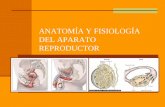Anatomia y fisiologia del aprato reproductor