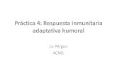 Respuesta inmunitaria adaptativa humoral