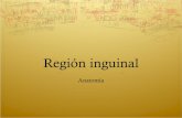 Exploración de región Inguinal