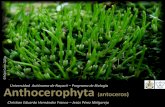 Anthocerophyta  c.e. hernández franco & j. pérez melgarejo- 2014