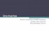 Uncinarias, Oncocercosis y Migración Larval Cutánea
