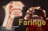 Anatomia faringe