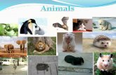 Els animals,mamífers,rèptils,peixos,amfibis i aus