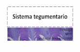 Histología: Sistema tegumentario