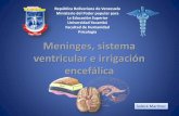 La meninges, el sistema ventricular y la irrigación encéfalica
