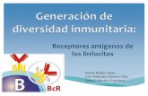 Generacion de diversidad inmunitaria