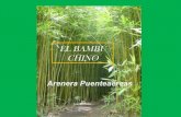 El bambú Chino
