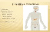 El sistema-endocrino-1224396295238568-8
