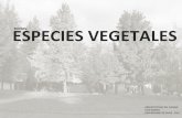 Especies Vegetales