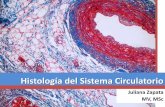 Histología del sistema circulatorio 2015 1