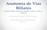 Vias biliares muma (1)