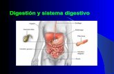 Sistema digestivo humano Cristina-Erika-Gloria