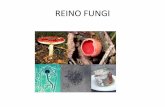 Reino fungi pap grabación 3