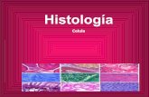 Histo Celula 9