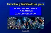 Govea villaseñor-rafael-estructura y función de genes