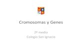 ADN y cromosomas