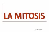 Mitosis 4º ESO