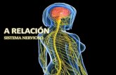 A relación: sistema nervioso e endócrino