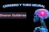Cerebro y Tubo neural