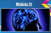 Neurociencia y educación   modulo IV