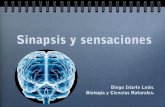 Sensaciones y sinapsis