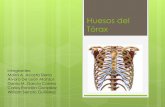 Huesos del tórax y musc. region hioidea