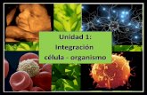 Unidad1 integracióncélula organismo