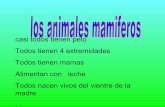 Animales Mamiferos