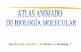 Atlas biología molecular