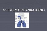 Biologia sistema respiratorio blog