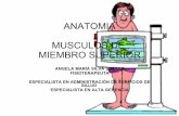 Musculos MMSS