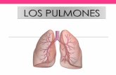 Pulmones, anatomía, función y enfermedades