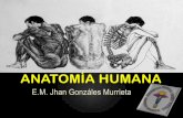 Anatomia Humana - introducción