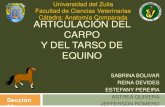 Articulación del carpo y tarso de Equino. anatomia comparada FCV-LUZ
