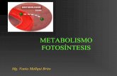Metabolismo Fotosintesis