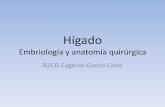 Embriologia y Anatomia quirurgica de Hígado