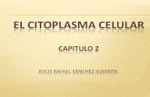 El citoplasma celular